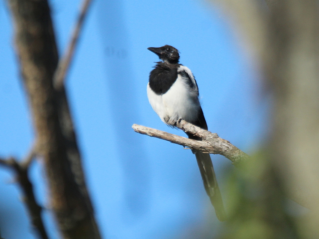 Oriental Magpie illustration