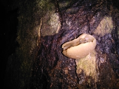Peziza