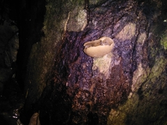 Peziza