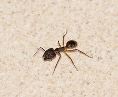 Camponotus substitutus