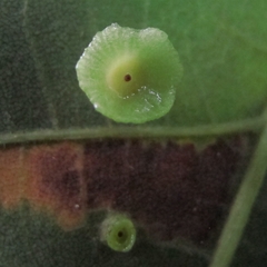 Caryomyia arcuata