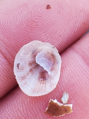 Crepipatella lingulata