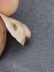 Crepipatella lingulata