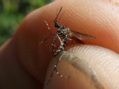 Aedes alboannulatus