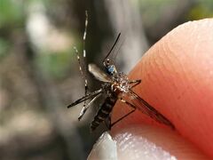 Aedes alboannulatus
