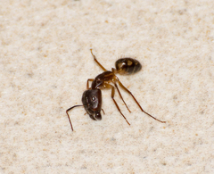 Camponotus substitutus
