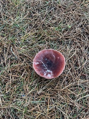 Russula queletii