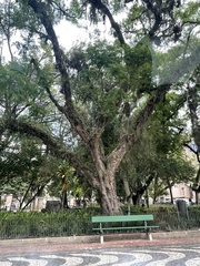 Jacaranda mimosifolia