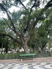Jacaranda mimosifolia