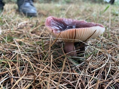 Russula queletii