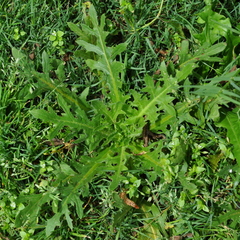Hypochaeris megapotamica