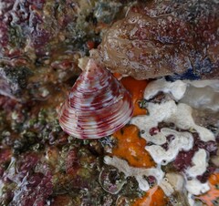 Calliostoma zizyphinum