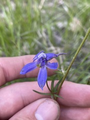 Delphinium nuttallianum