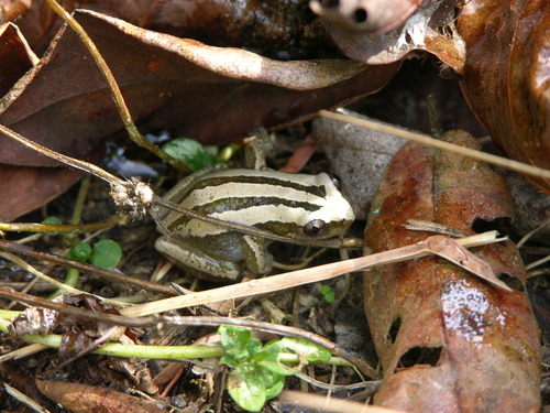Brown Banana Frog, Afrixalus dorsalis