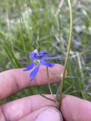 Delphinium nuttallianum
