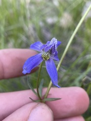 Delphinium nuttallianum