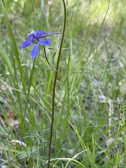 Delphinium nuttallianum