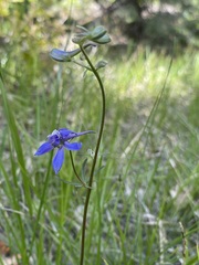 Delphinium nuttallianum