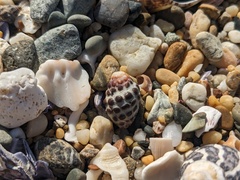 Tenguella marginalba