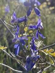 Delphinium nuttallianum