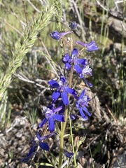 Delphinium nuttallianum