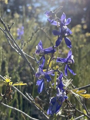 Delphinium nuttallianum