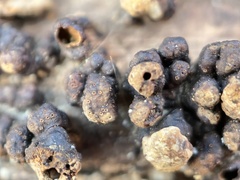 Xylobolus frustulatus