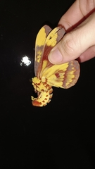 Citheronia laocoon