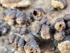 Xylobolus frustulatus