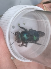 Xylocopa bombylans