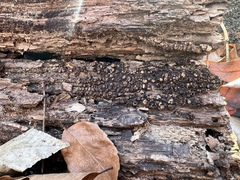 Xylobolus frustulatus