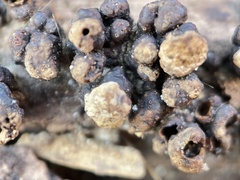 Xylobolus frustulatus