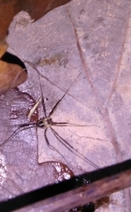 Dicranopalpus larvatus