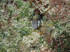 Blenniidae
