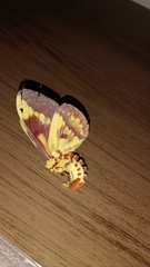 Citheronia laocoon