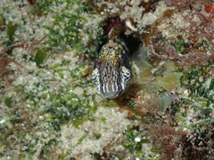 Blenniidae