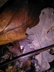 Dicranopalpus larvatus