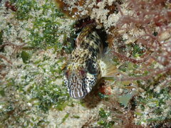 Blenniidae
