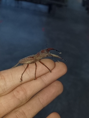 Cyclommatus insignis