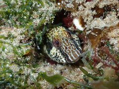 Blenniidae