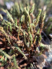 Selaginella rupestris