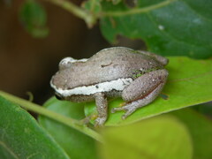 Hyperolius platyceps