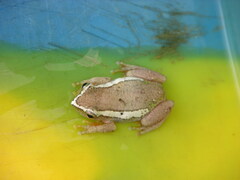 Hyperolius platyceps