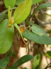 Hyperolius platyceps