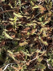 Selaginella rupestris