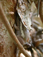 Hyperolius platyceps