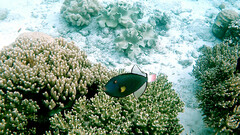 Melichthys vidua