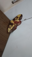 Citheronia laocoon