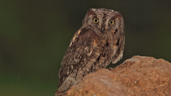 Otus scops