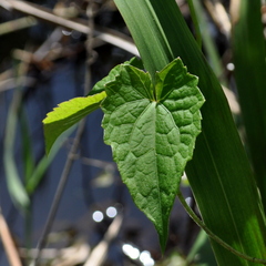 Mikania cordifolia